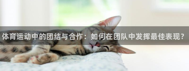 米兰体育官网下载官方客服电话：体育运动中的团结与合作